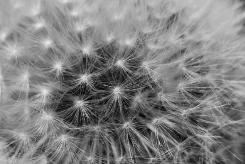 Fototapeta Dandelion ogień