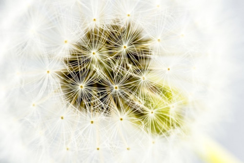 Fototapeta Makro strzał z głowy dandelion materiału siewnego