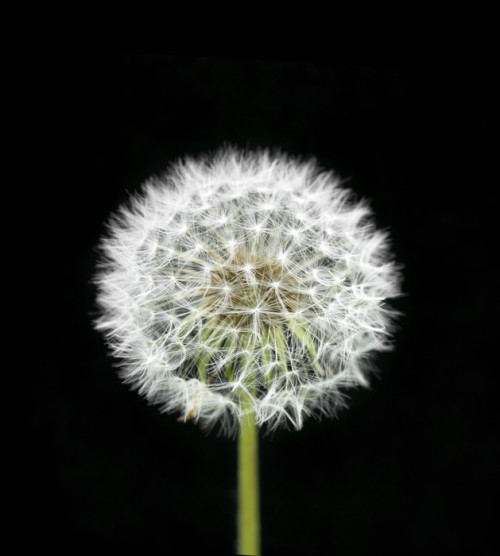 Fototapeta Kwiat dandelion