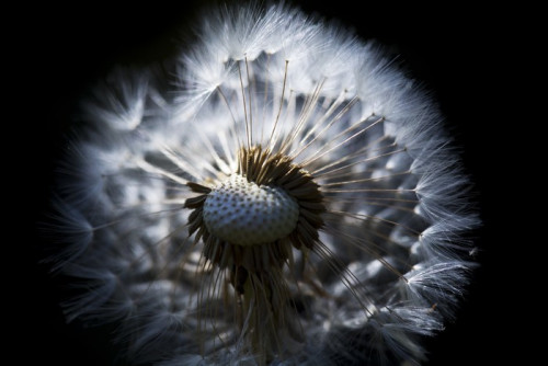 Fototapeta Suchy kwiat dandelion