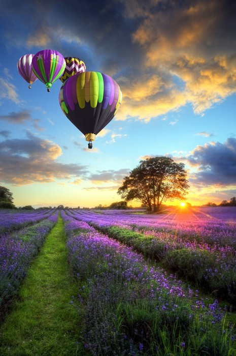 Fototapeta Gorące powietrze balony latające nad lawendy słońca krajobrazu