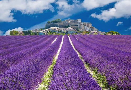 Fototapeta Lavande en Provence, wieś provençal en France