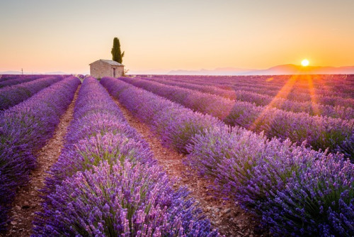 Fototapeta Valensole, Provence, Francja. Lavender pola pełne fioletowe kwiaty