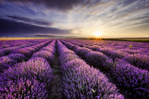 Fototapeta Lavender sunrise