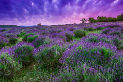 Fototapeta Zachód słońca nad polem letnich lavender w Tihany, Węgry