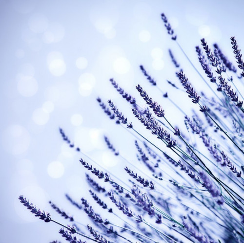 Fototapeta Lavender kwiat pole tła