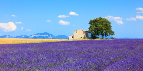 Fototapeta Lawenda kwiaty kwitnące pola, dom i drzewa. Provence, Franc