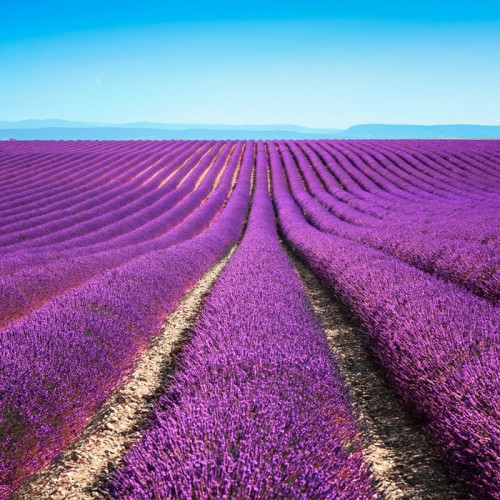 Fototapeta Kwiat lawendy kwitnące pola niekończące się rzędy. valensole Provence