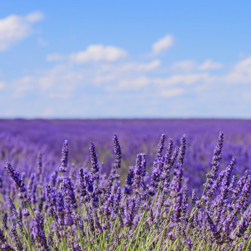 Fototapeta Lawenda kwiat kwitnący horyzont pól. Valensole Provence, Fra