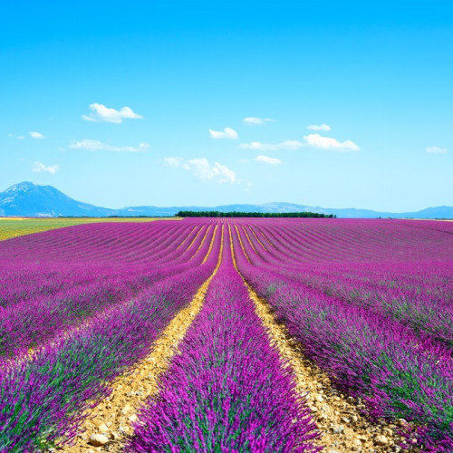 Fototapeta Kwiat lawendy kwitnące pola niekończące się rzędy. valensole Provence