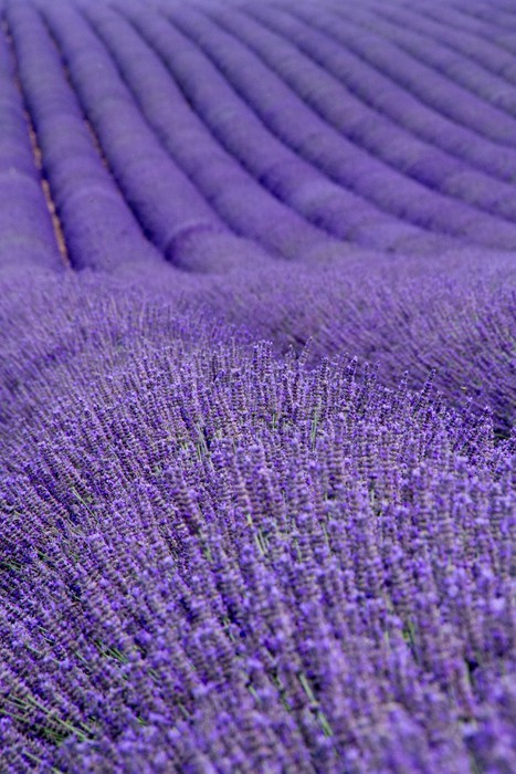 Fototapeta Lavender pola w pobliżu Valensole w Provence, Francja