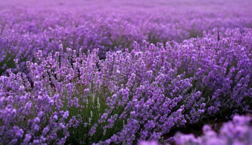 Fototapeta Świeże organiczne kwiaty lawendy bliska