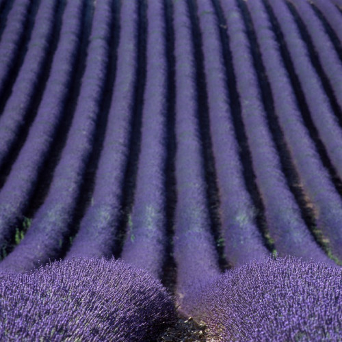 Fototapeta Lawendowego pola, Plateau de Valensole, Provence, Francja