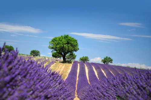 Fototapeta Pola lawendy. płaskowyż Valensole w Prowansji