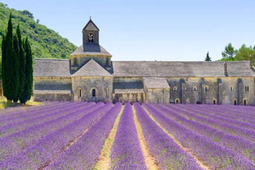 Fototapeta Opactwo Senanque i kwiatów lawendy. Provence, Francja.