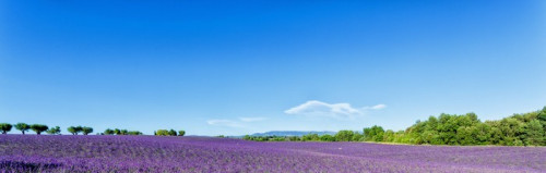 Fototapeta Panoramiczny widok na pola lawendy w Prowansji, Francja