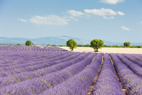 Fototapeta Lawendowego pola, Plateau de Valensole, Provence, Francja