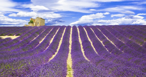 Fototapeta Kwitnące fioletowe feelds o lavander w Prowansji, Francja