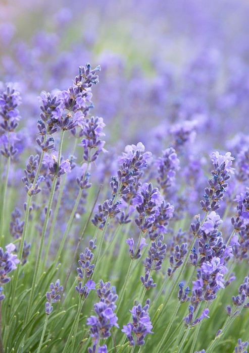 Fototapeta Lavender kwiaty na lato dziedzinie bliska