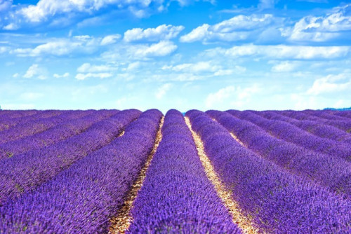 Fototapeta Kwiat lawendy kwitnące pola niekończące się rzędy. valensole Provence