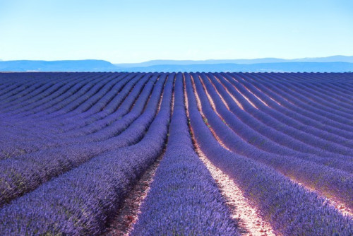 Fototapeta Kwiat lawendy kwitnące pola niekończące się rzędy. valensole Provence