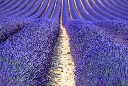 Fototapeta Lavender kwiat kwitnący pola jako wzór lub teksturę. Provence,