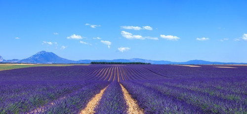 Fototapeta Kwiat lawendy kwitnących pól i wierszy drzewa. Valensole, sprawdzone