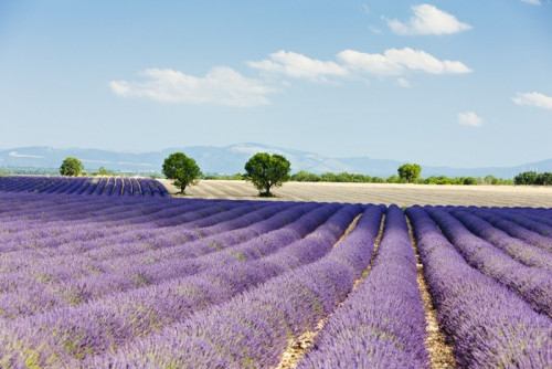 Fototapeta Lawendowego pola, Plateau de Valensole, Provence, Francja