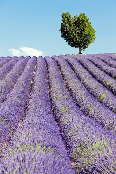 Fototapeta Lawendowego pola, Plateau de Valensole, Provence, Francja