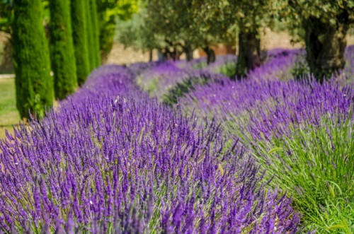 Fototapeta Lavender wiersz w Provence, Francja