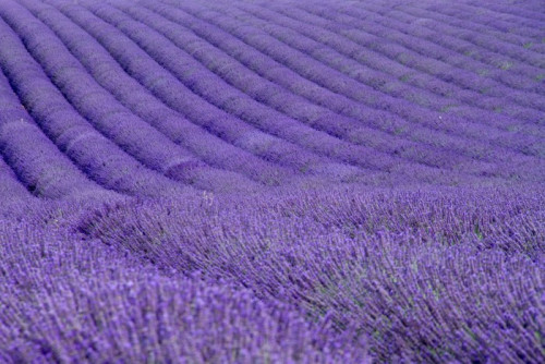 Fototapeta Lavender pola w pobliżu Valensole w Provence, Francja