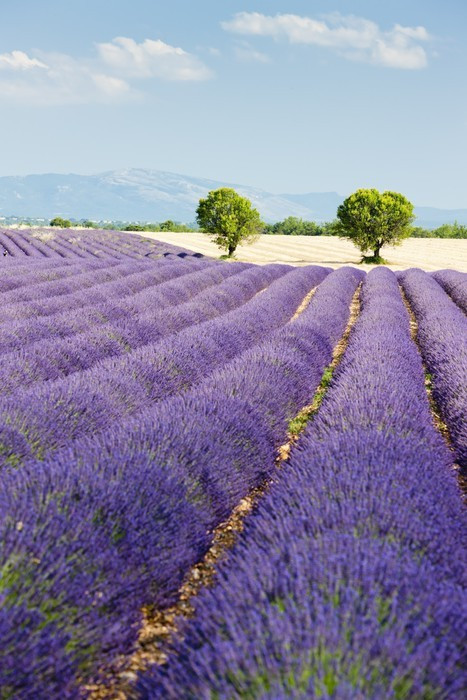 Fototapeta Lawendowego pola, Plateau de Valensole, Provence, Francja