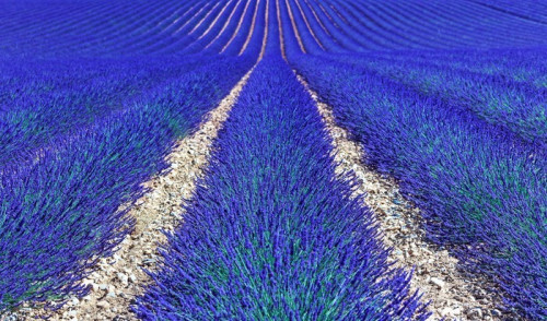 Fototapeta Lavender kwiat kwitnący pola jako wzór lub teksturę. Provence,