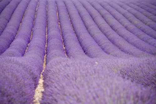 Fototapeta Lavender pola w pobliżu Valensole w Provence, Francja