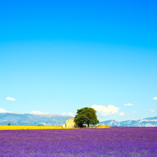 Fototapeta Lawenda kwiaty kwitnące pola, dom i drzewa. Provence, Franc