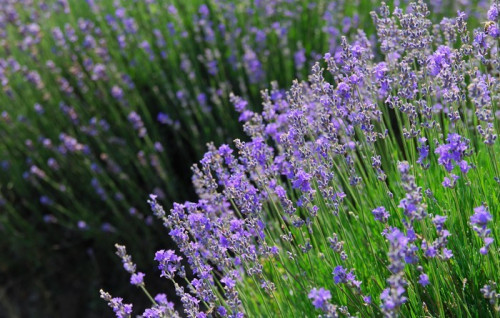 Fototapeta Lavender roślin