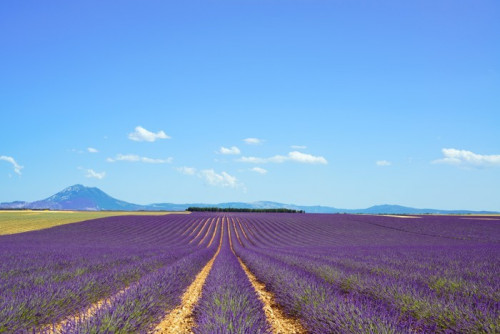 Fototapeta Kwiat lawendy kwitnących pól i wierszy drzewa. Valensole Provenc