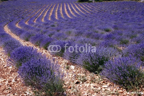 Fototapeta Duże pola lawendy we Francji