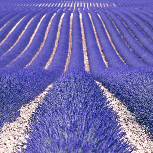 Fototapeta Lavender kwiat kwitnący pola jako wzór lub teksturę. Provence,