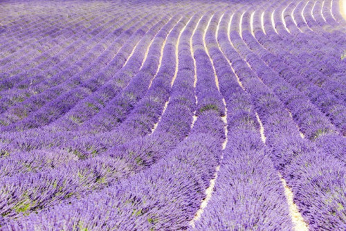 Fototapeta Lawendowego pola, Plateau de Valensole, Provence, Francja