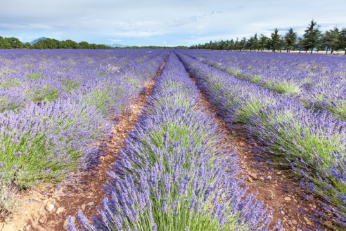 Fototapeta W Puimoisson lawendowego pola, Provence, Francja