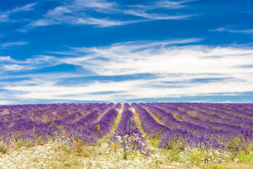 Fototapeta Lawendowego pola, Provence, Francja