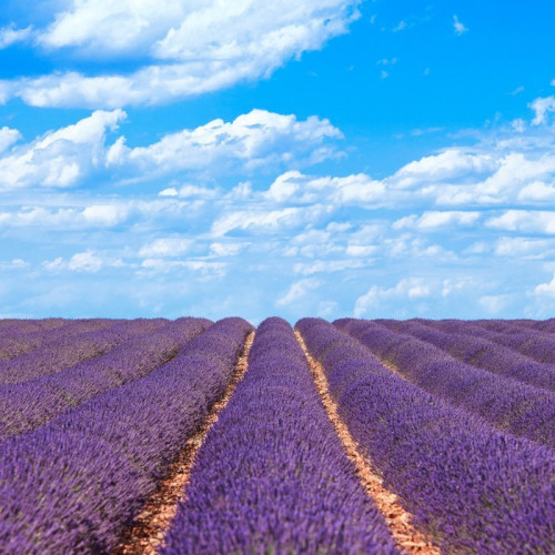 Fototapeta Lawenda kwiat kwitnący horyzont pól. Valensole Provence, Fra