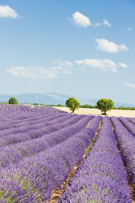 Fototapeta Lawendowego pola, Plateau de Valensole, Provence, Francja