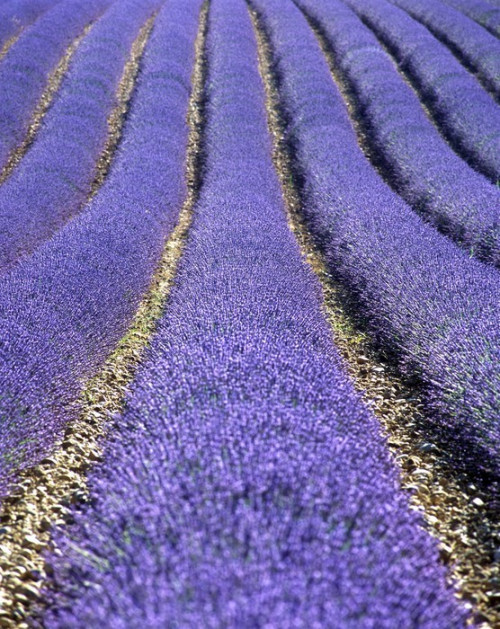 Fototapeta Lawendowego pola, Plateau de Valensole, Provence, Francja