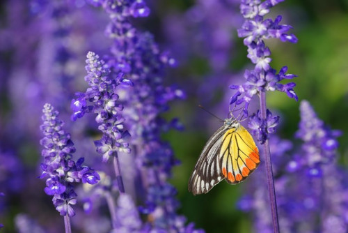 Fototapeta Monarch Butterfly na Lawenda w ogrodzie