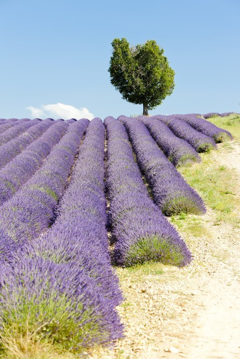 Fototapeta Lawendowego pola, Plateau de Valensole, Provence, Francja