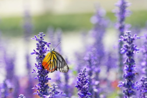 Fototapeta Monarch Butterfly na Lawenda w ogrodzie