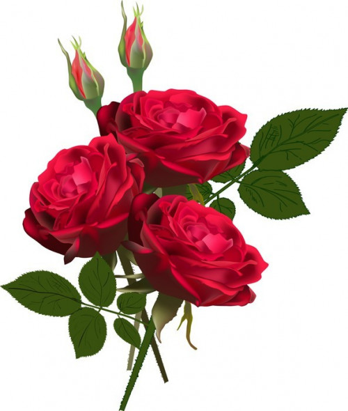 Fototapeta Trzy czerwone Pęczek róże na białym tle