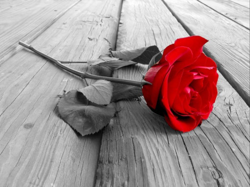 Fototapeta Róża na drewno mc
